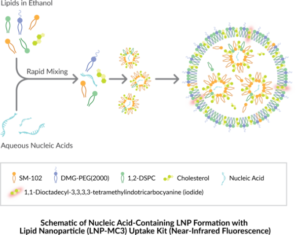 LipidLaunch(TM) LNP-MC3 Uptake Kit (Near-Infrared Fluorescence)