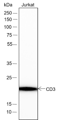 Anti-Recombinant CD3 epsilon, clone A112