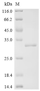 Toll-like receptor 5 (TLR5), partial, human, recombinant