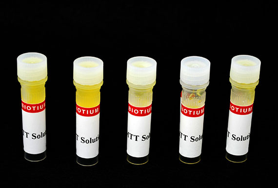 MTT Cell Viability Assay Kit (1000 Assays)