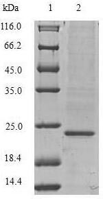 Vascular endothelial growth factor A (VEGFA), swine, recombinant