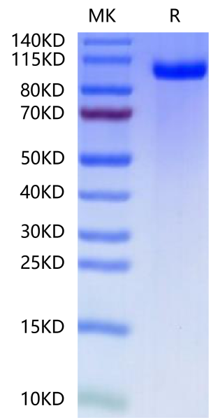 Mouse PTK7/CCK4 Protein