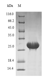 Testisin (PRSS21), human, recombinant