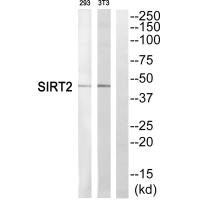 Anti-SIRT2