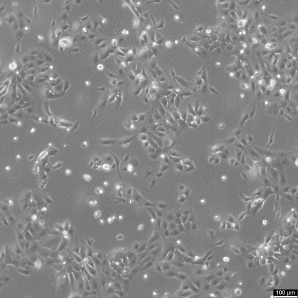 BEAS-2B Cells