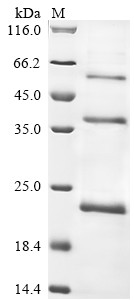 Atrial natriuretic peptide-converting enzyme (CORIN), partial, human, recombinant