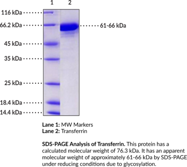 Transferrin (mouse, recombinant)