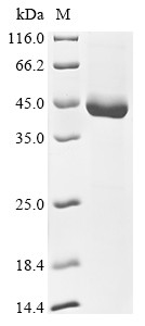 Genome polyprotein, partial, Classical swine fever virus, recombinant