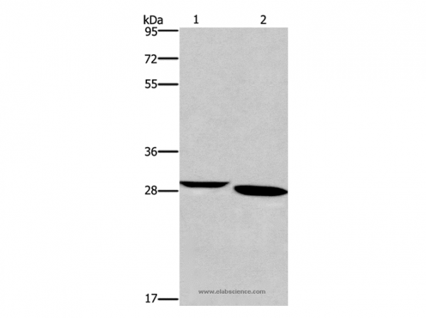 Anti-NRG1