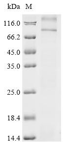 Thyrotropin receptor (Tshr), rat, recombinant