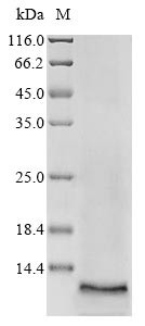 ATP-binding cassette sub-family G member 2 (ABCG2), partial, human, recombinant