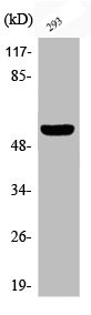 Anti-Phospho-DOK1 (Y362)