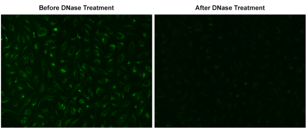 MitoDNA(TM) Green 530