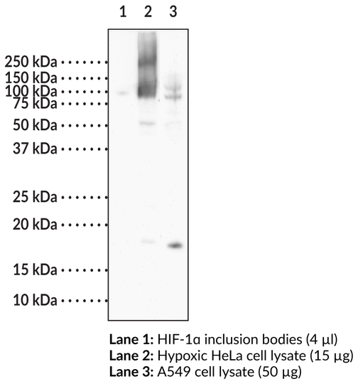 Anti-HIF-1alpha (C-Term) (Clone 8B12)