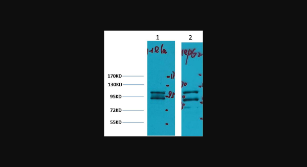 Anti-IDE/Insulin Degrading Enzyme, monoclonal
