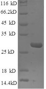 Nidogen-1 (Nid1), partial, mouse, recombinant