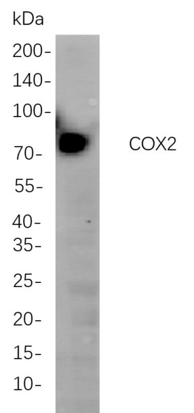 Anti-Recombinant COX2, clone 6C10