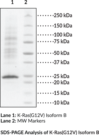 K-Ras(G12V) Isoform B (human, recombinant)