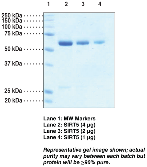 SIRT5 (human, recombinant)