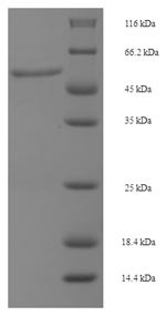 Dual specificity mitogen-activated protein kinase kinase 6 (MAP2K6), human, recombinant
