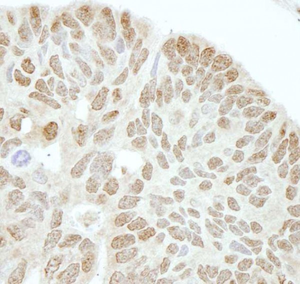 Anti-Drosha (IHC)