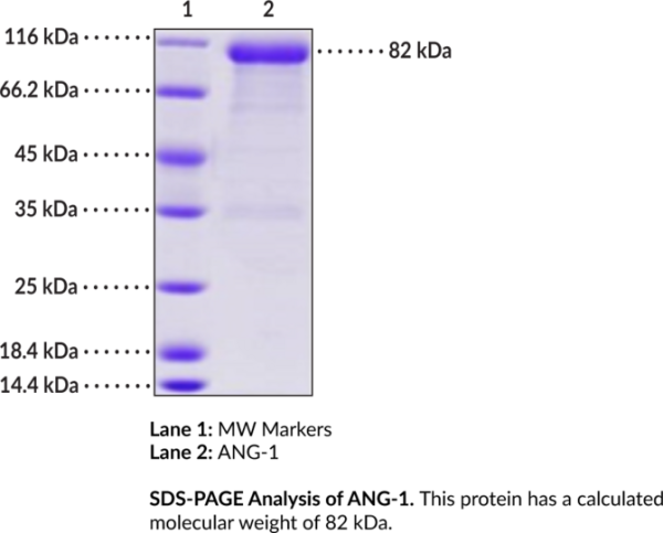 Angiopoietin-1 (human, recombinant)