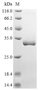 Peptidoglycan-associated lipoprotein (pal), Pasteurella multocida, recombinant