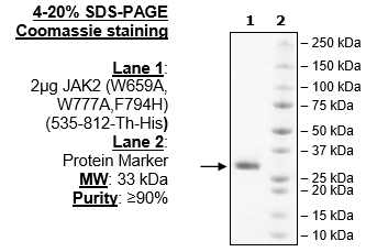 Jak2 (JH2 Domain) (W659A, W777A,F794H), His-Tag
