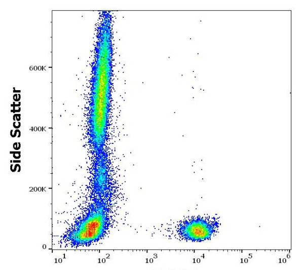 Anti-CD3, clone UCHT1 (PE)