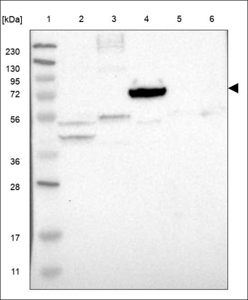 Anti-HABP2