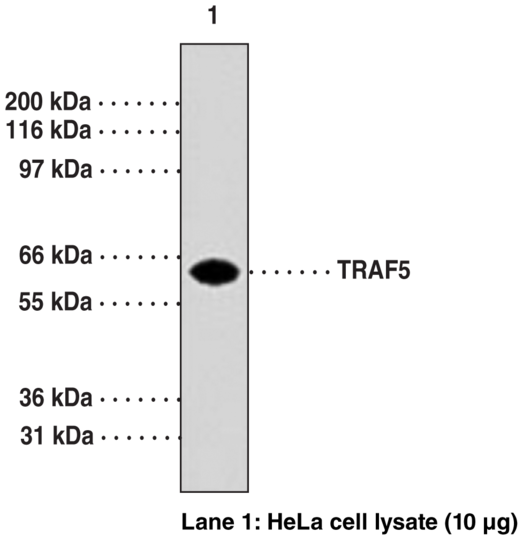 Anti-TRAF5 (Clone 55A219)