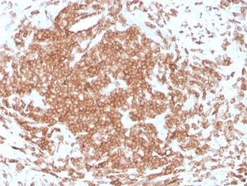 Anti-CD3 epsilon, clone rC3e/1308