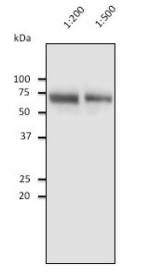 Anti-Human Serum Albumin