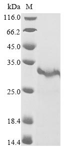 Snake venom serine protease catroxase-2, Crotalus atrox, recombinant