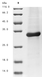 Complement C1q-like protein 3 (C1ql3), mouse, recombinant