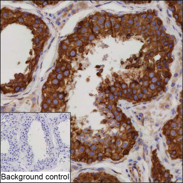 Anti-alpha-Tubulin