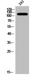 Anti-Phospho-LIPE (S552)