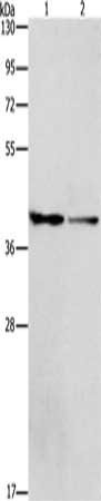 Anti-ACP2
