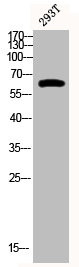 Anti-Phospho-TP63 (S455)