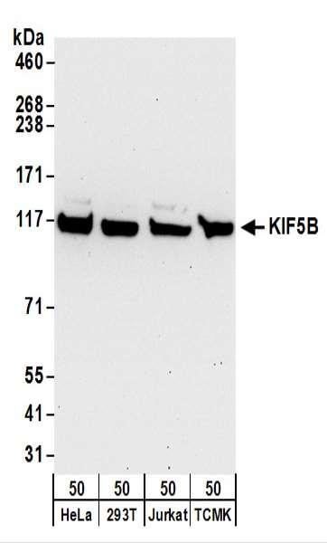 Anti-KIF5B