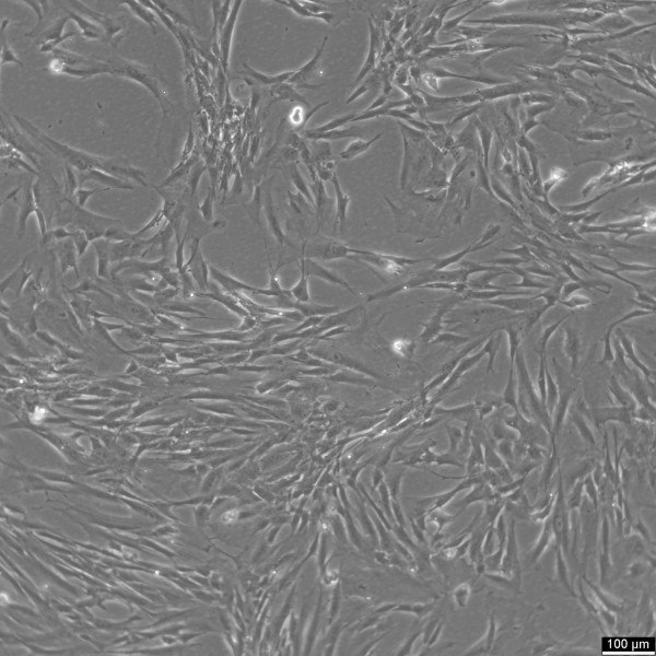 MRC-5 Cells
