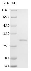Folate receptor beta (FOLR2), partial, human, recombinant