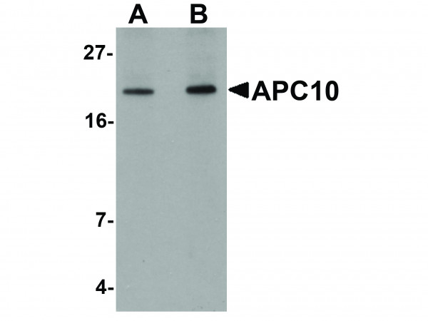 Anti-APC10