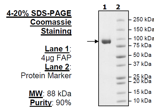 FAP, His-Tag (Mouse)