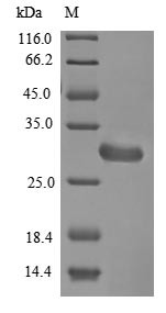 Hydrophobin (rodA), Neosartorya fumigata, recombinant