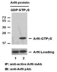 Anti-Active Arf6, monoclonal