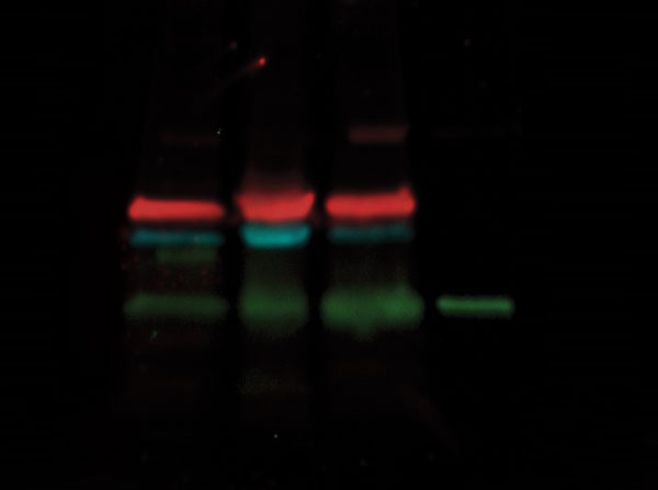 DyLight(TM) Multiplex 649/549 Duo Western Blot Kit