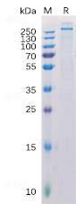 CSPG4, Recombinant Human Protein with C-terminal 6xHis tag