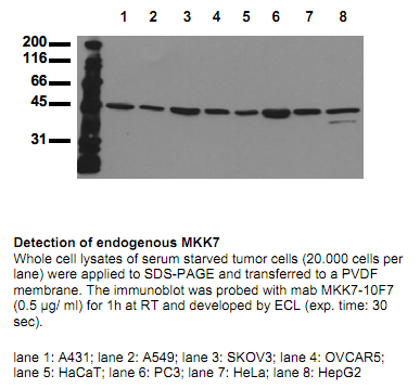 Anti-MKK7 (N-term), clone 10F7