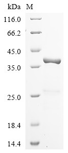 U1 small nuclear ribonucleoprotein A (SNRPA), human, recombinant